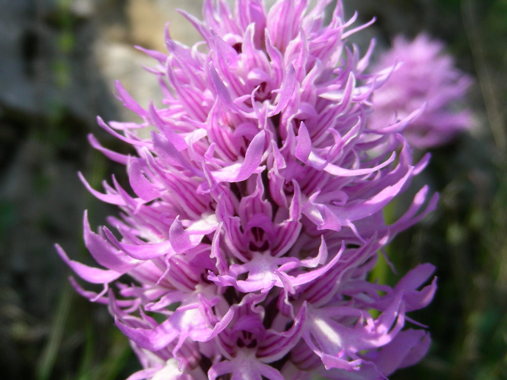 Orchis militaris o italica !!!!